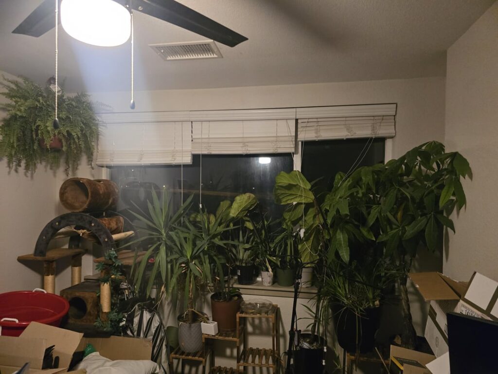 My gf is depressed. She loves her plants but is not in the right place to take care of them. I know nothing. This is right after I watered them after probably a few weeks/months of malnutrition. Any advice would be amazing. My gf is depressed. She loves her plants but is not in the right place to take care of them. I know nothing. This is right after I watered them after probably a few weeks/months of malnutrition. Any advice would be amazing.