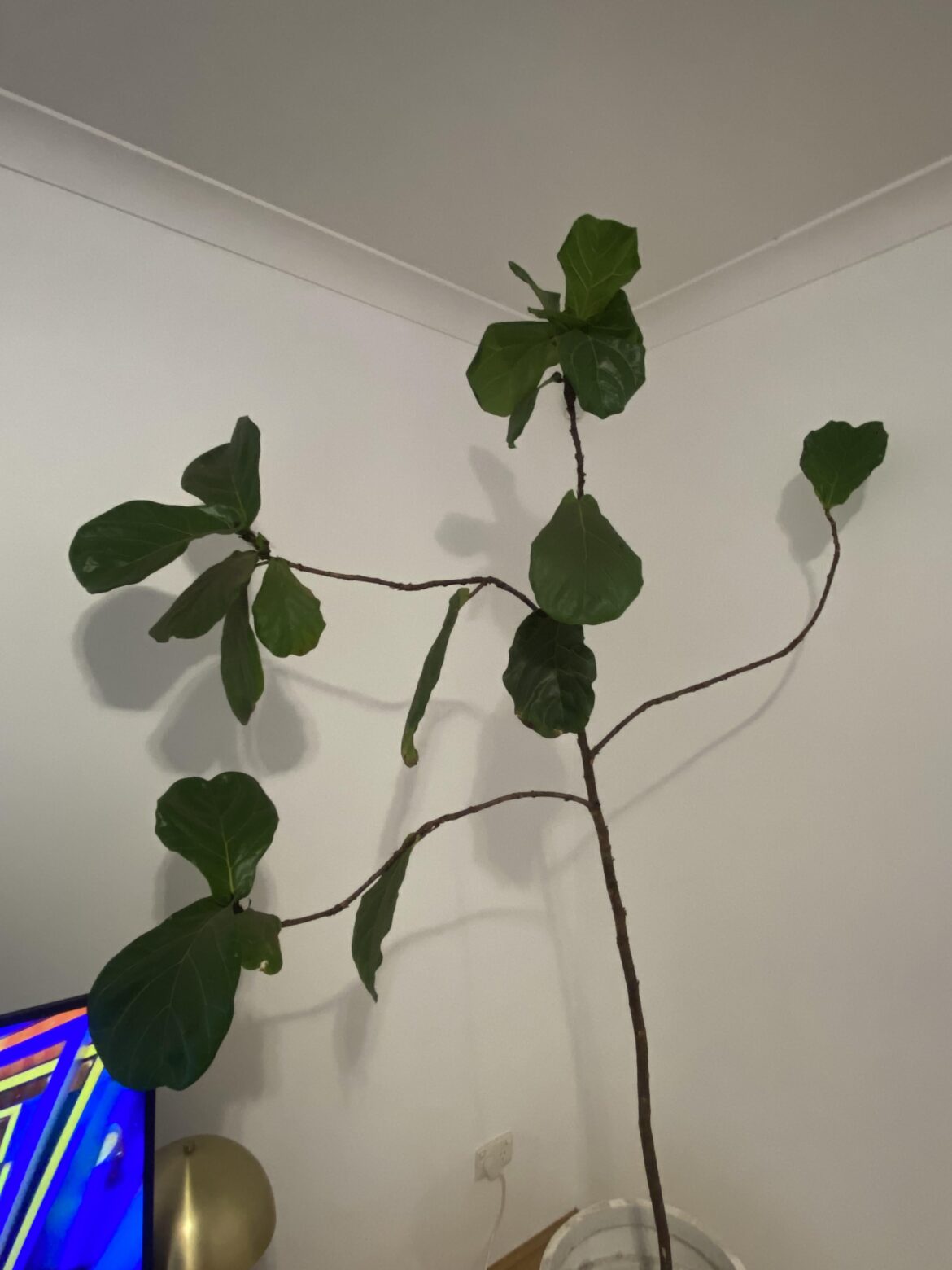 Prune or notch?