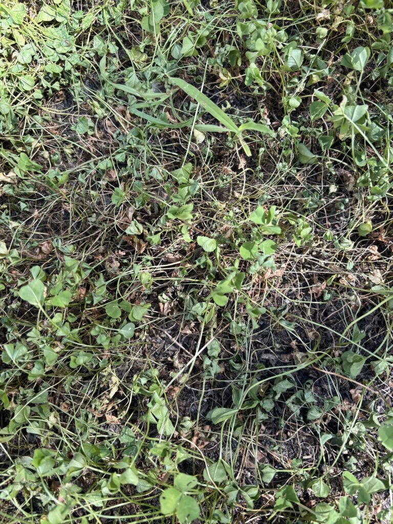 Crispy clover Crispy clover