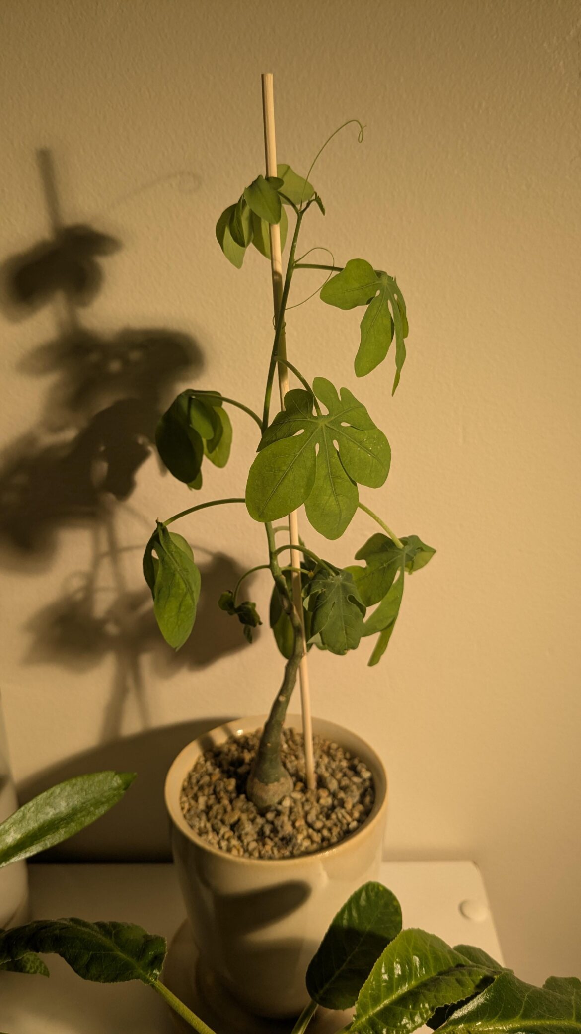 Adenia help- might have killed it Adenia help- might have killed it