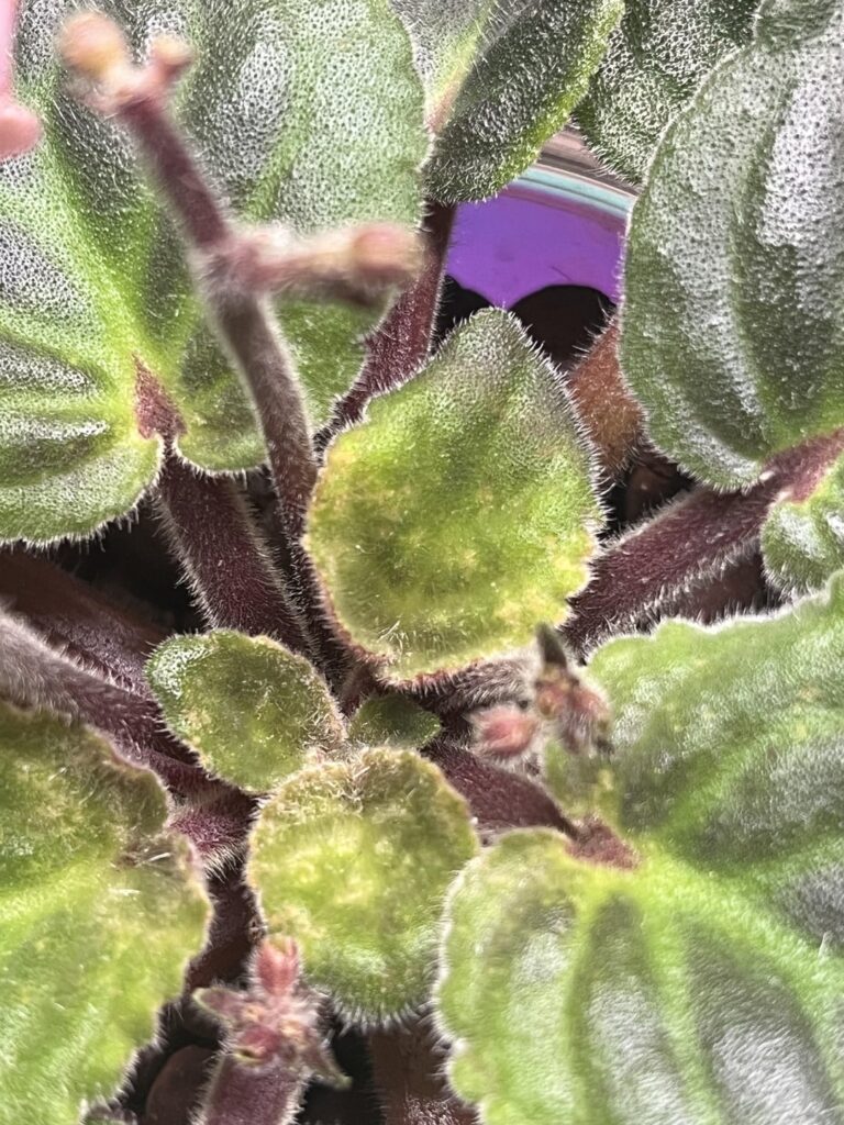 HELP! fungal/bacterial? what do i do