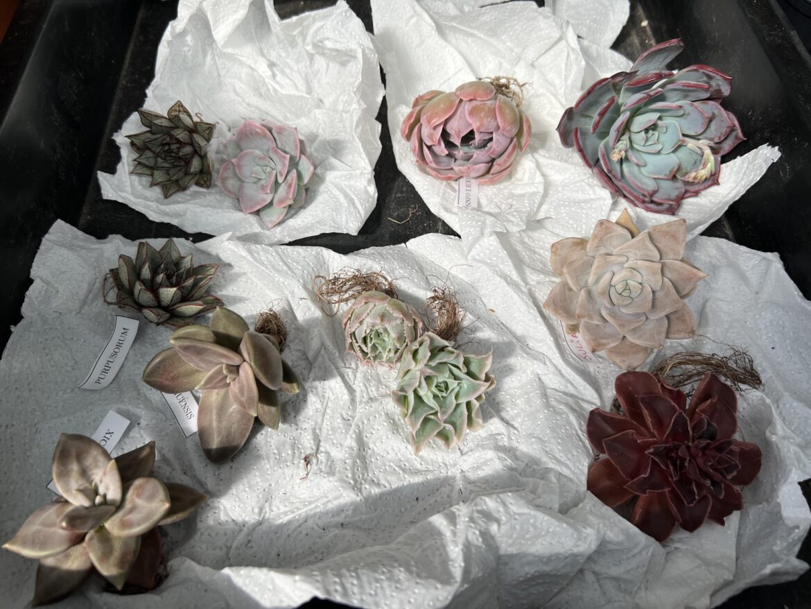 Got some new plants today!