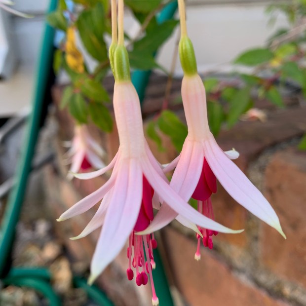 Fuchsia 'Galfrey Lye' (hardy fuchsia). (Courtesy Tom Karwin)