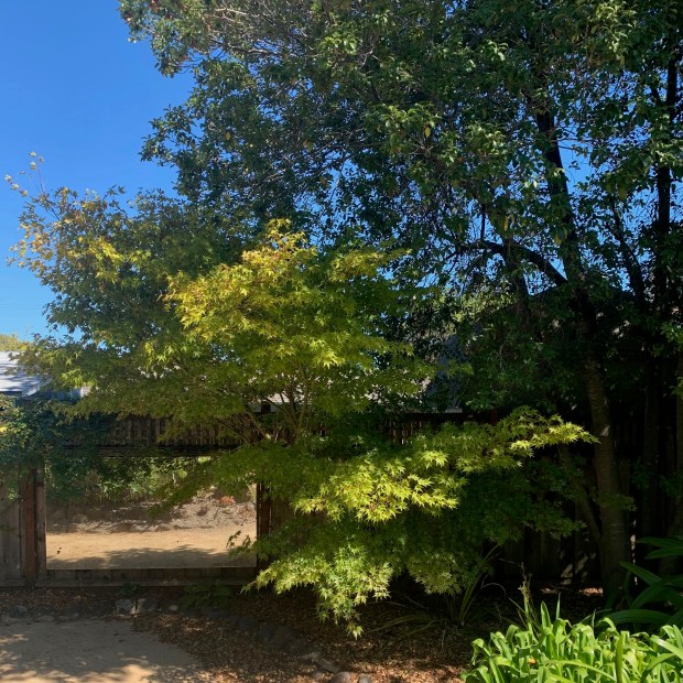 Japanese maple (Acer palmatum) adjusting to the intrusion of a...
