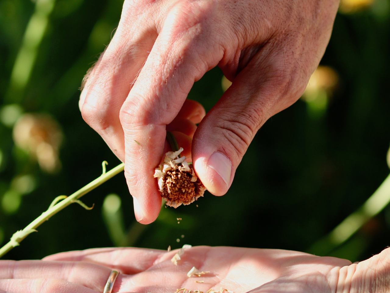hand saving seeds from seed head