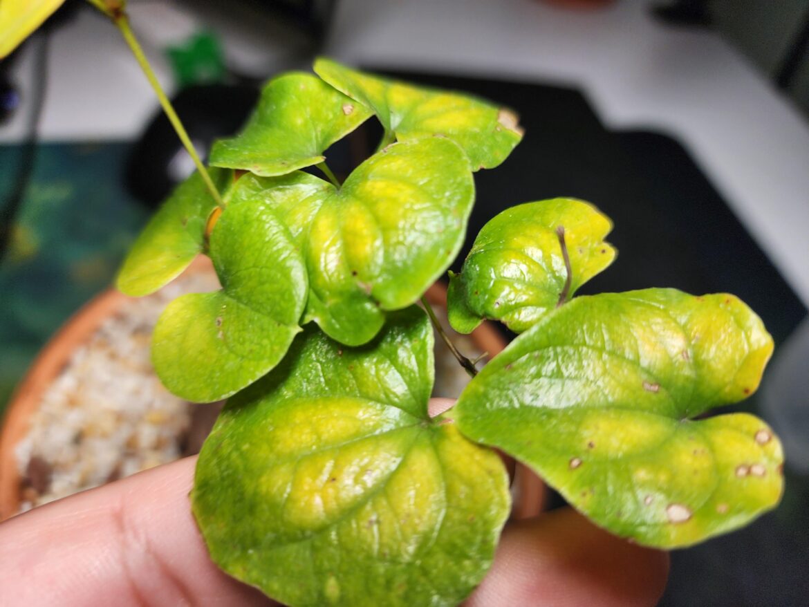 Help with dioscorea elephantipes Help with dioscorea elephantipes