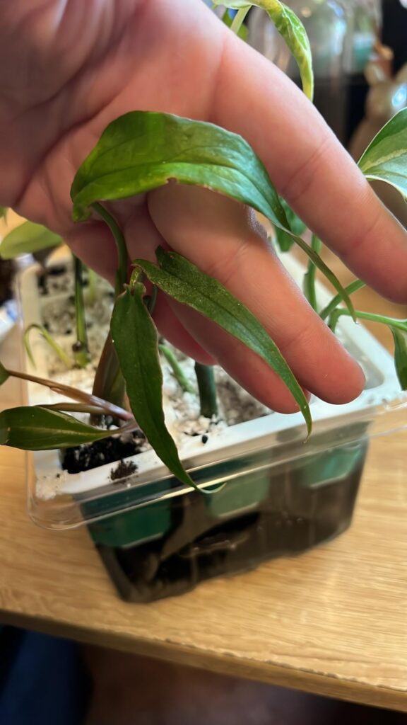 Anyone know what this could be? Anyone know what this could be?