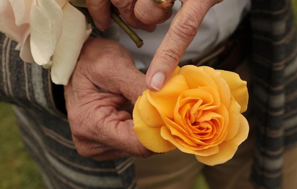 A man's hand holding a deep yellow rose known as Julia Child.
