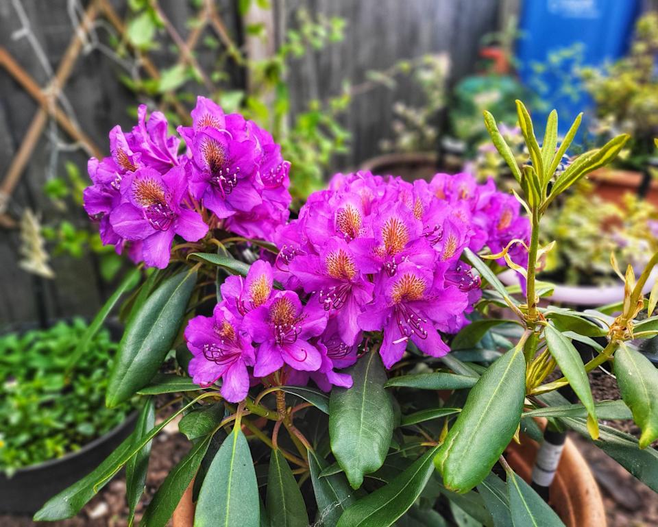 Blooming rhododendron by Tony Crawford