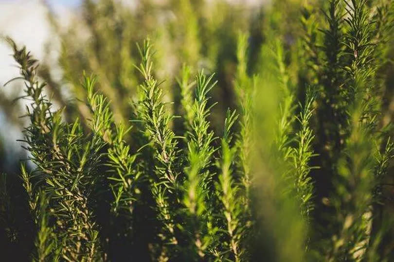 Improve your rosemary by using the “clay pot and gravel” method