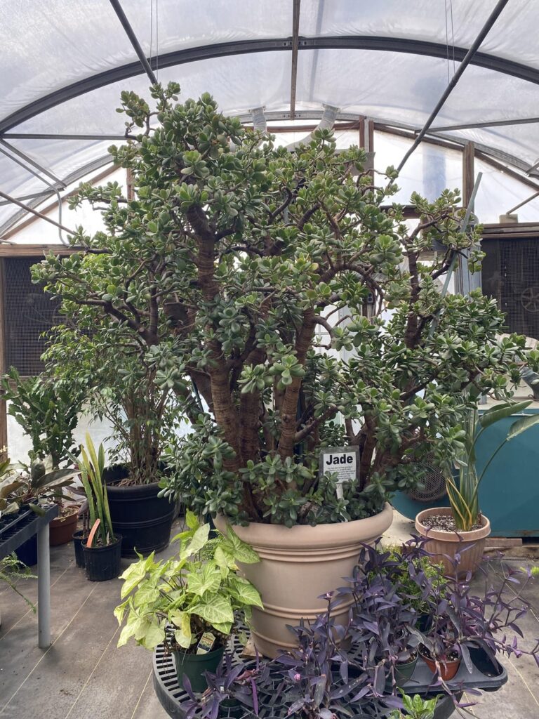 I was browsing a new-to-me greenhouse today, and this stopped me in my tracks.