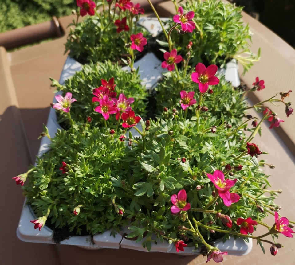 Pink flowers in a garden tray.