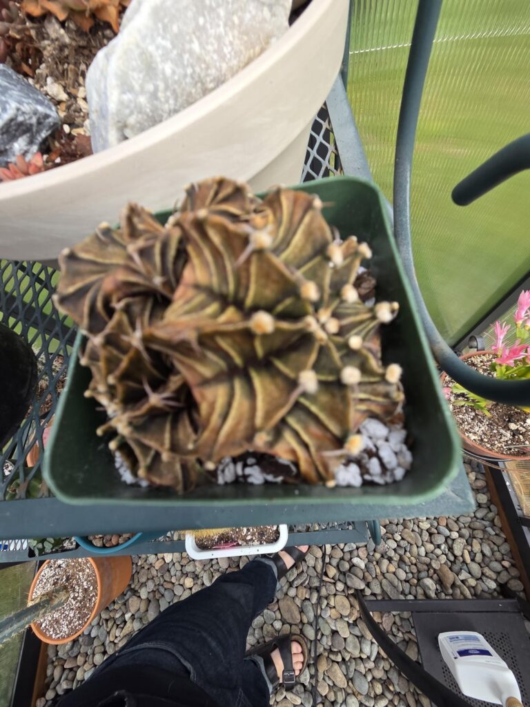 Trying to save a Cacti.