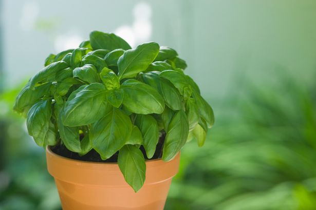 Basil (ocimum basilicum) in plantpot
