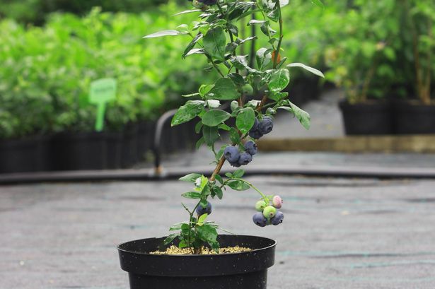 Blueberry plant