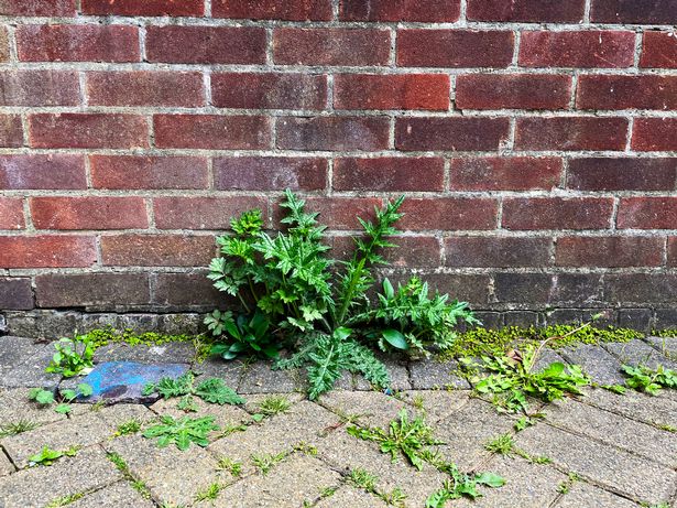 Weeds growing up through bricks in a garden