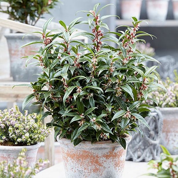 Pic of Sarcococca hookeriana 'Winter Gem' in a pot 