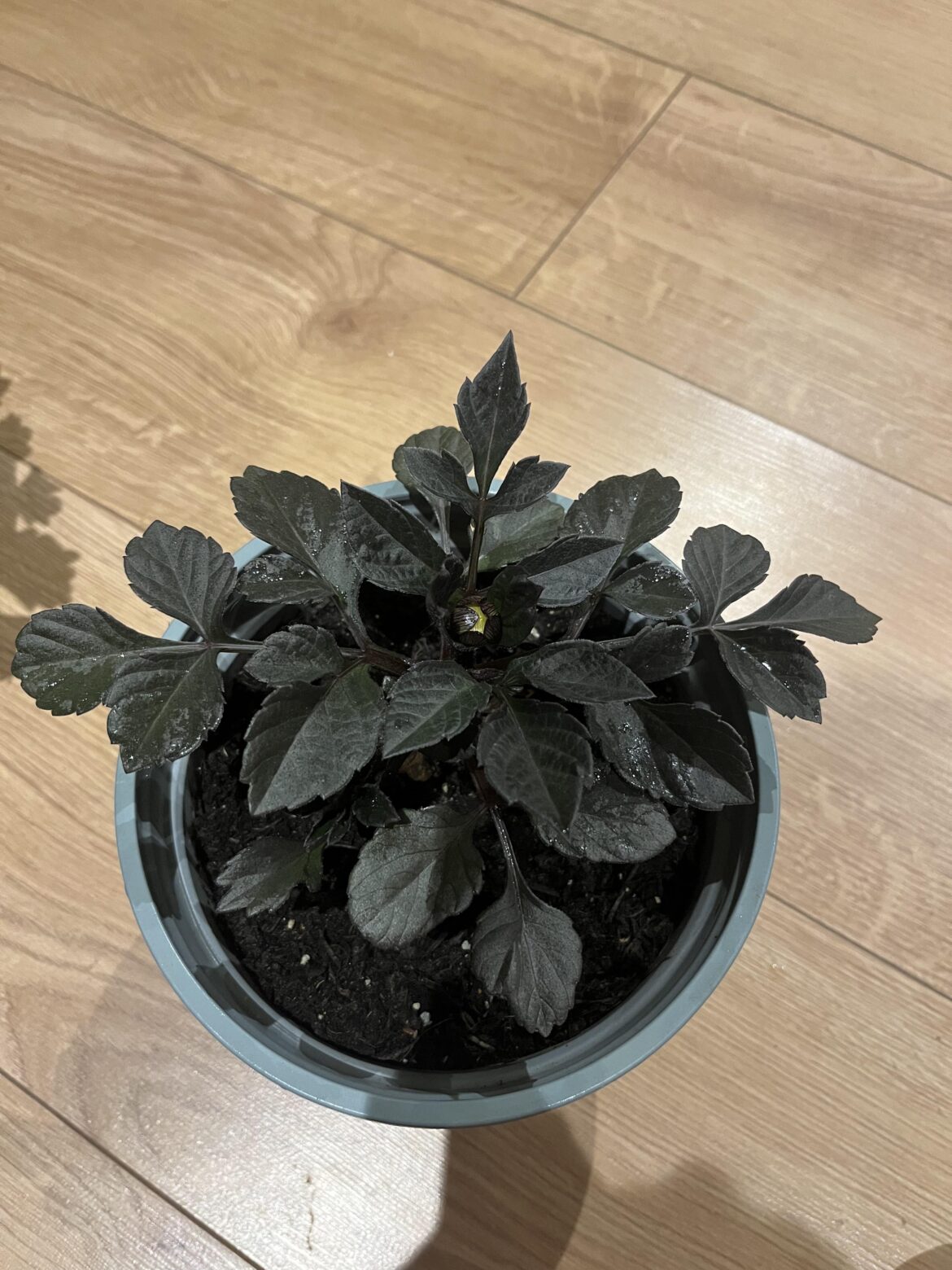 Just went to pinch my dahlias out and one is already trying to bloom Just went to pinch my dahlias out and one is already trying to bloom