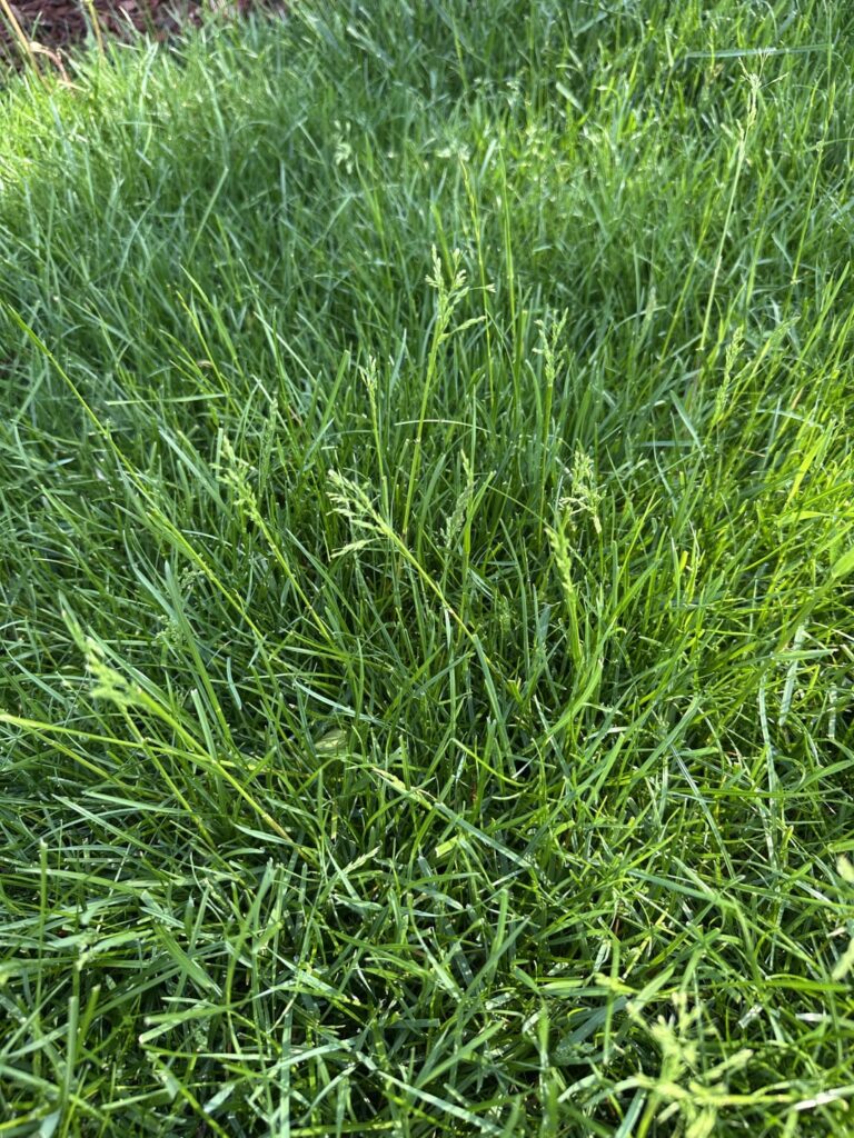 What is this and how do I destroy? Please help ID Weeds What is this and how do I destroy? Please help ID Weeds