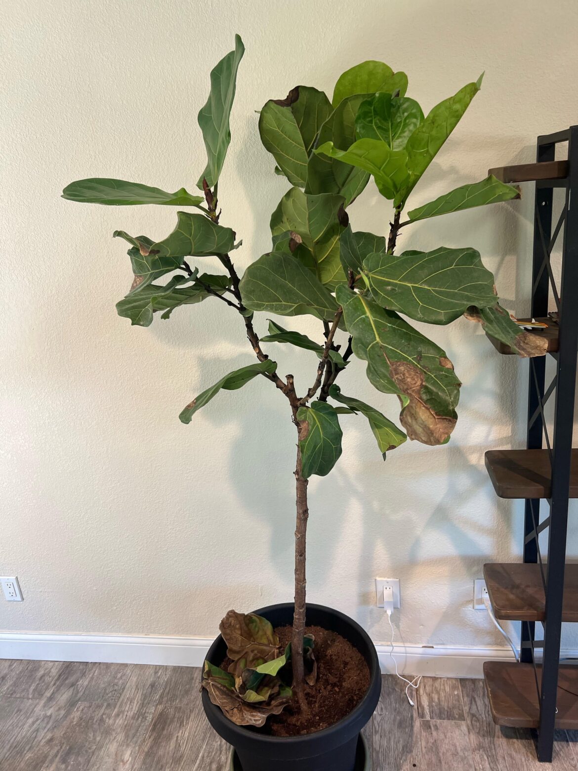 Fiddle leaf fig brown leaves