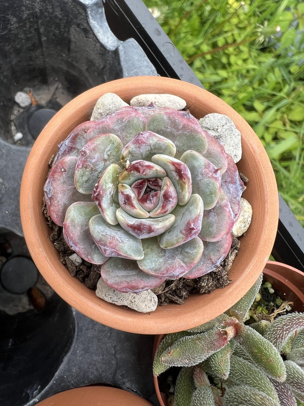echeveria ‘michelin’