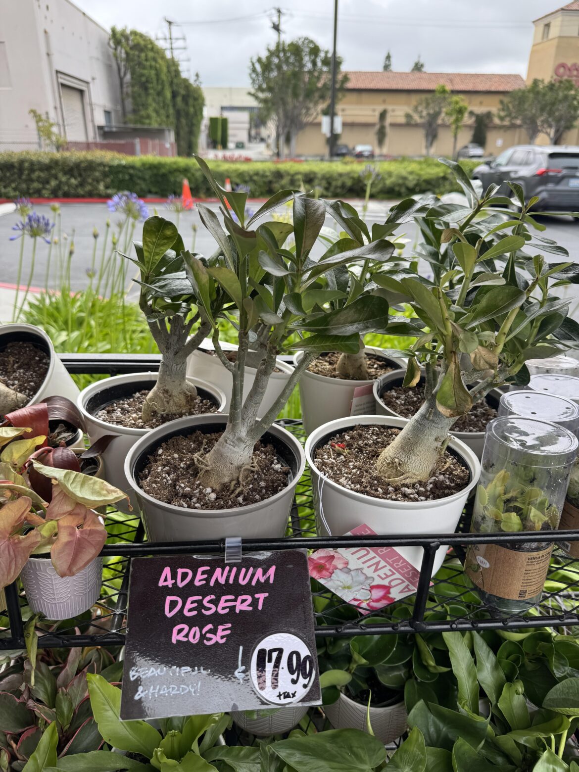Trader Joe’s selling Adeniums??? Since when?