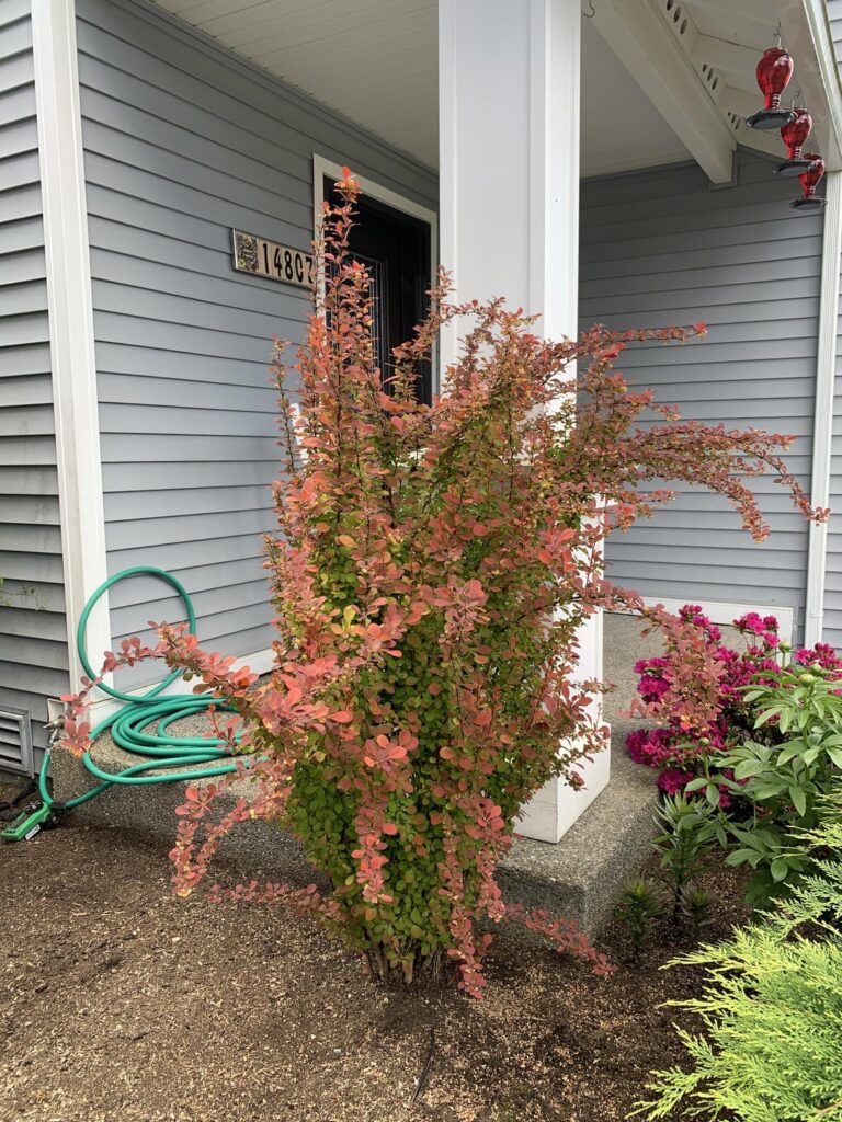 Barberry Shaping