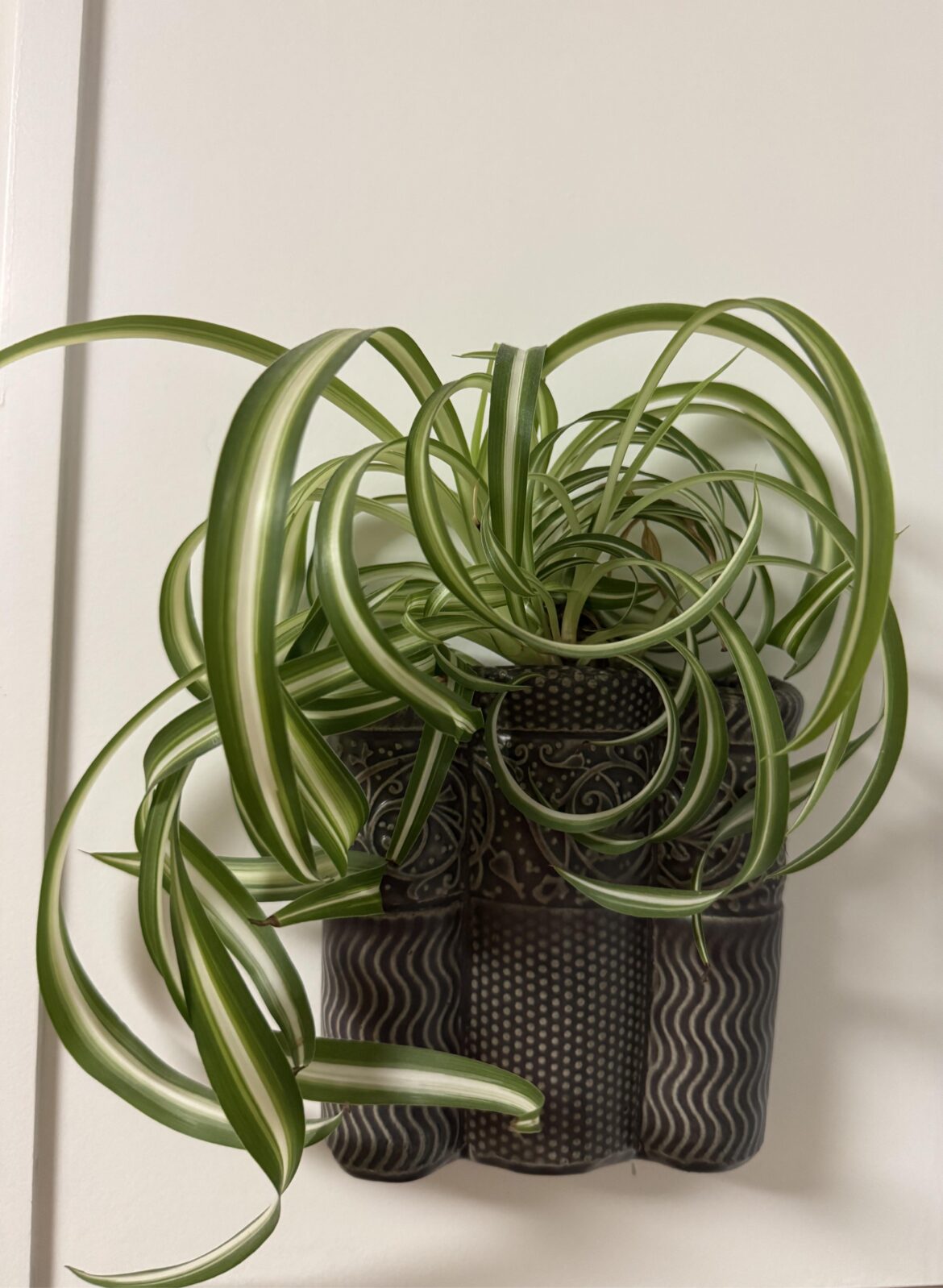 After all why not? Why shouldn’t I just nail a spider plant to the wall?