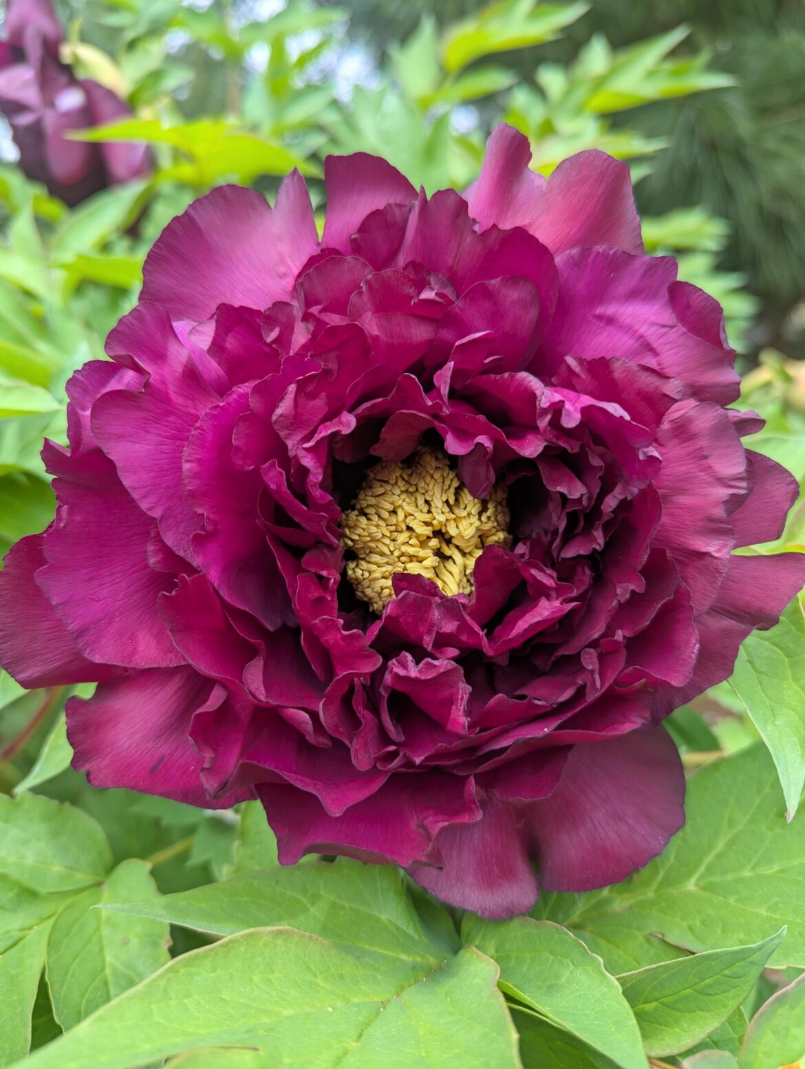 Itoh peony "Pluto " deep dark red, double petal , huge flower , Fragrance