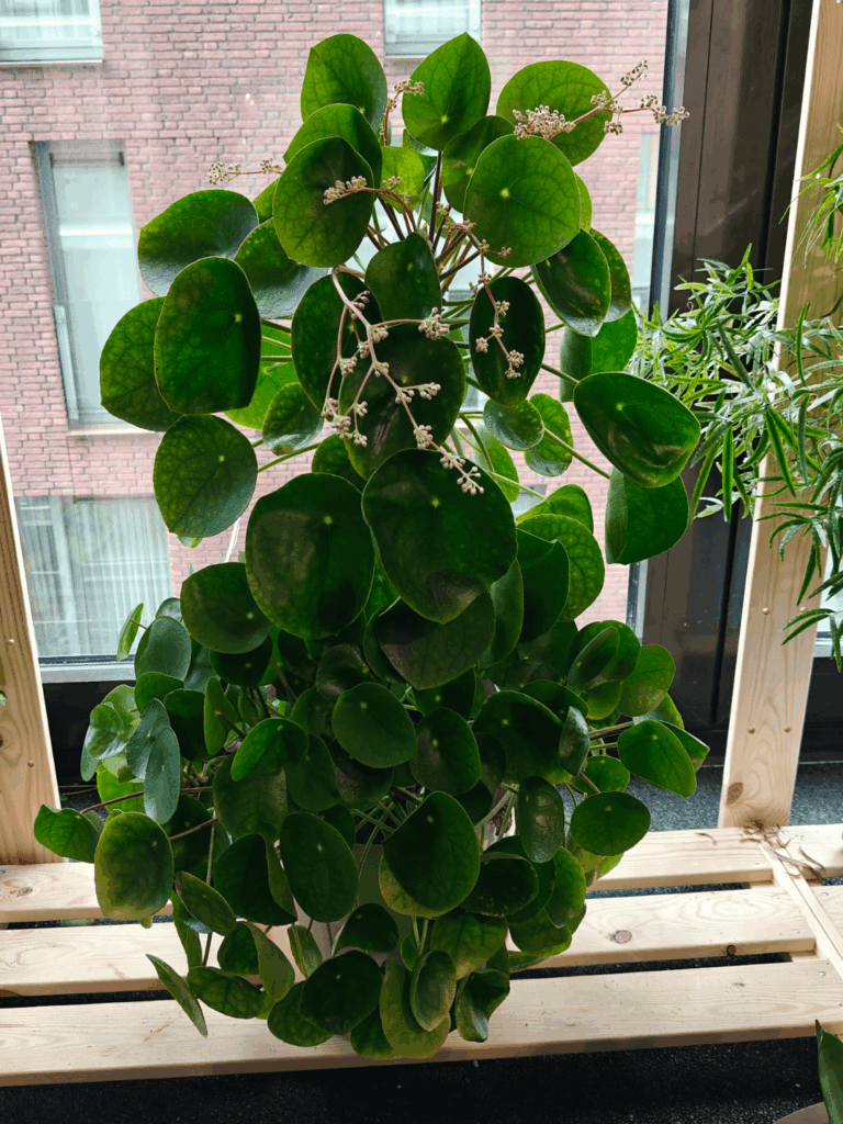 My Pilea is flowering :)