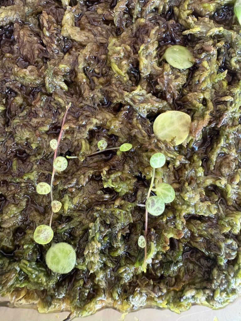 String of turtles propagation String of turtles propagation