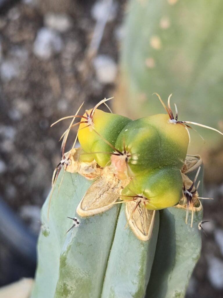 Looks like this isolation graft is doing the thing! Not sure exactly what it is, I just picked it up to play with since it was variegated and looked cool.
