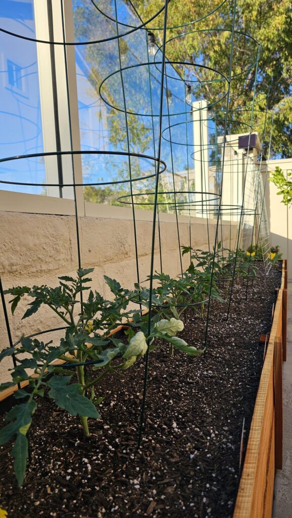 Built a 12 ft raised garden bed for my tomato plants out of untreated redwood pickets! Added some french marigolds and an A-frame trellis for the mini-love watermelons as well. 🍅🍉