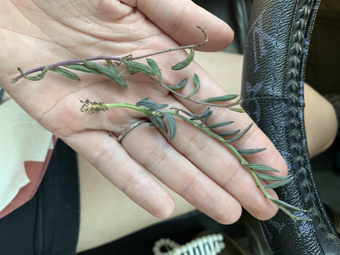 Are these to far gone?