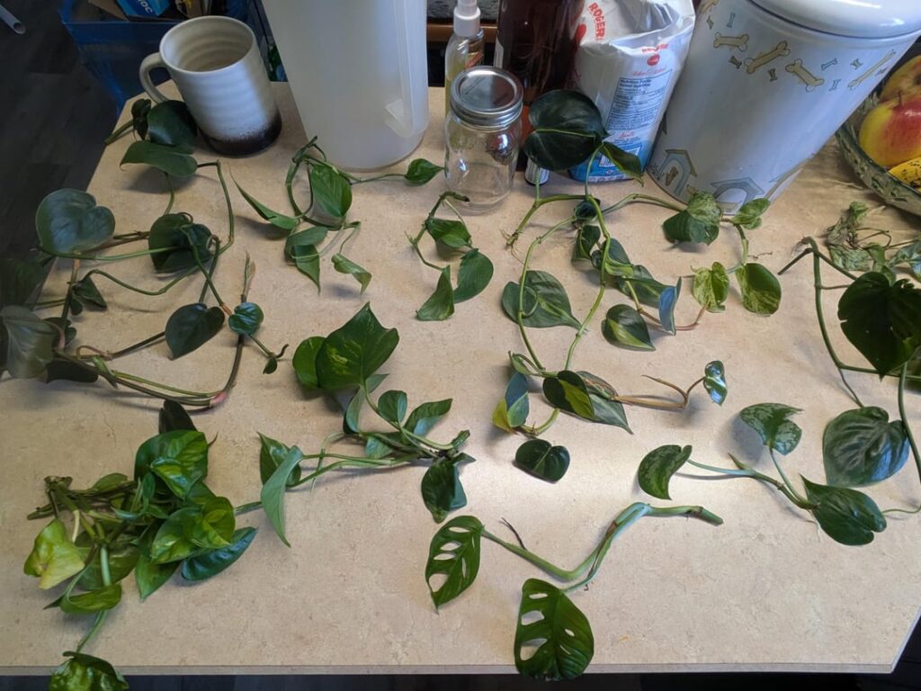 My neighbor gifted me Pothos offcuts, help me ID!