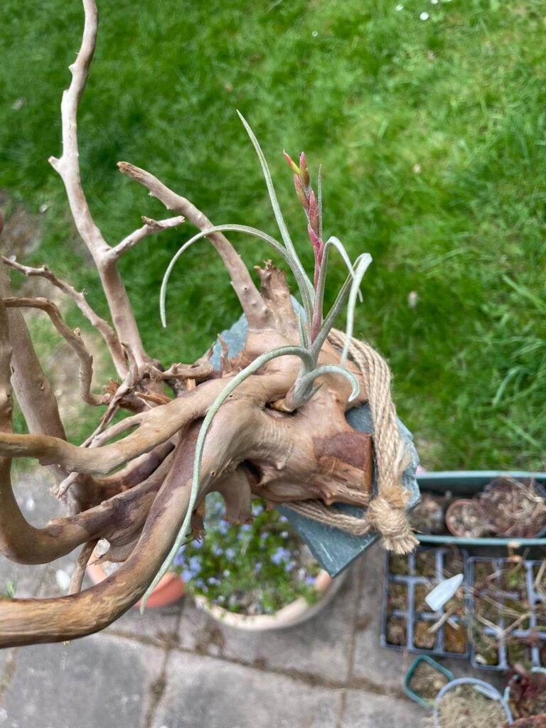 Better pictures of my baileyi and capilaris