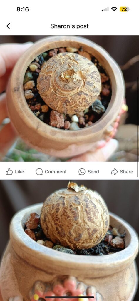 What is this strange flowering caudex?