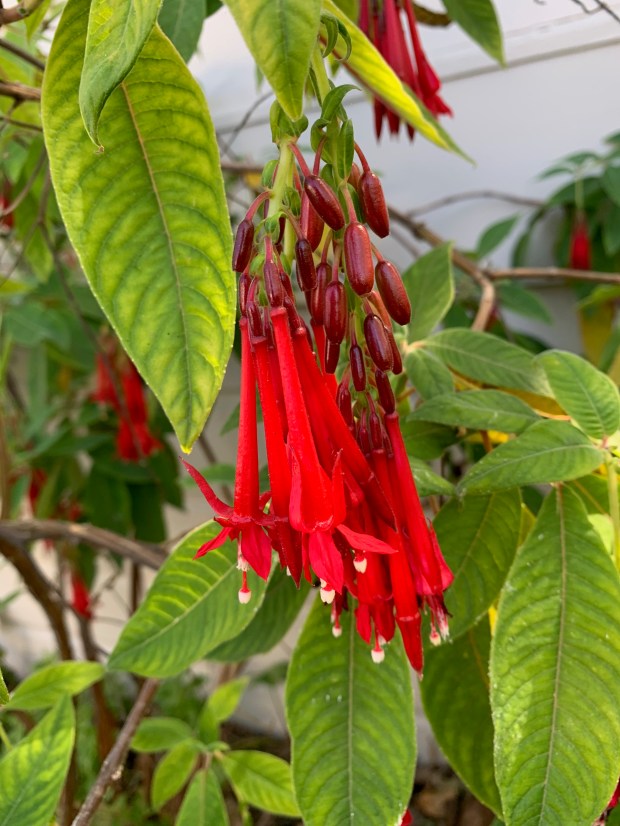 Fuchsia boliviana (red Bolivian fuchsia). (Courtesy Tom Karwin)