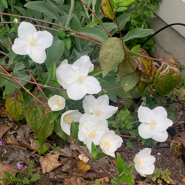 Mock orange (Philadelphus lewisii). This deciduous shrub, a native of...