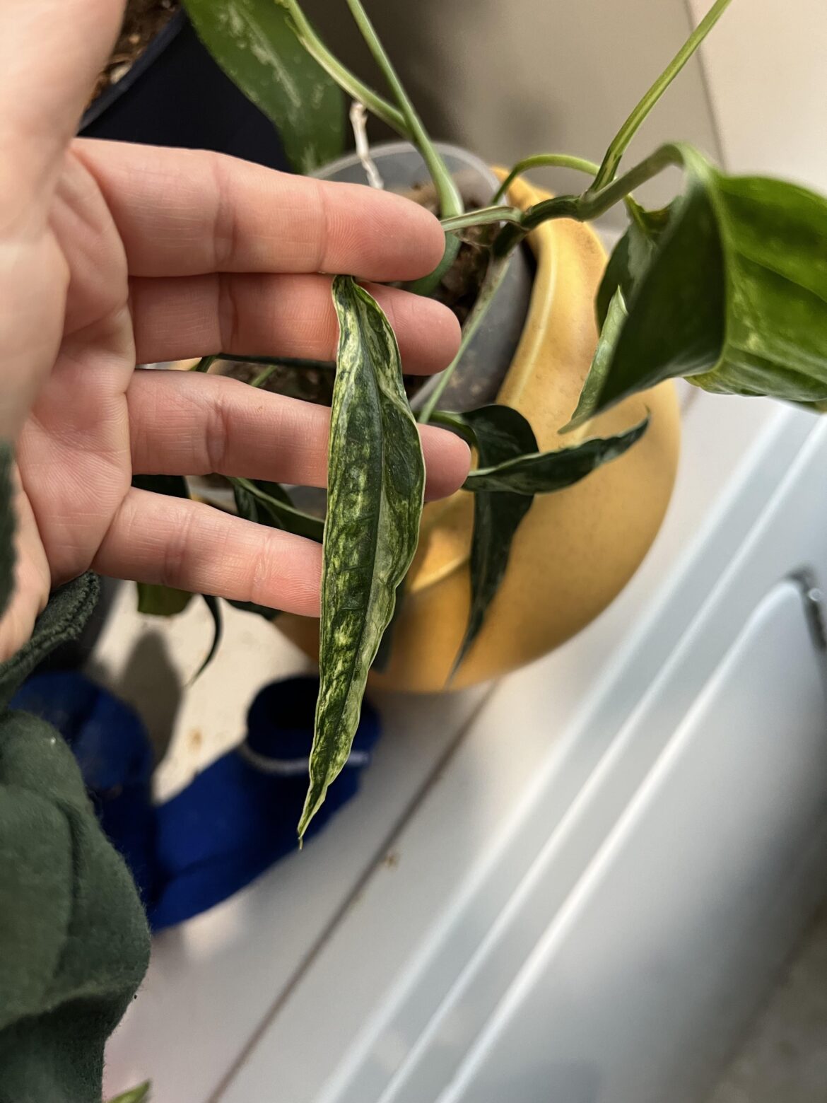 Why did this Epipremnum pinatum cutting's leaves start growing like this?