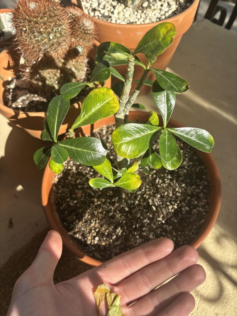 Any advice on keeping this adenium from yellowing/dropping leaves?