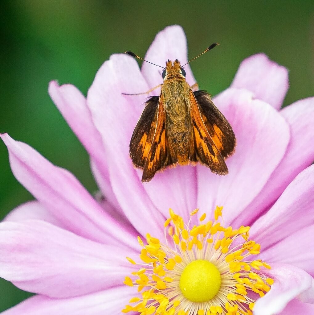 Anemone Flower Care and Growing Tips The Ultimate Guide to Anemone Flower Care