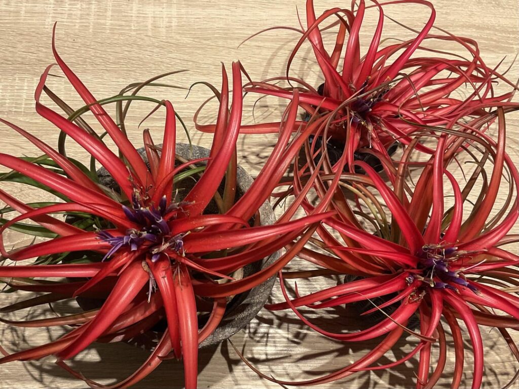 Care tips for plants in bloom…Capitata, Circinata, Curly Slim, and Argentea Care tips for plants in bloom…Capitata, Circinata, Curly Slim, and Argentea