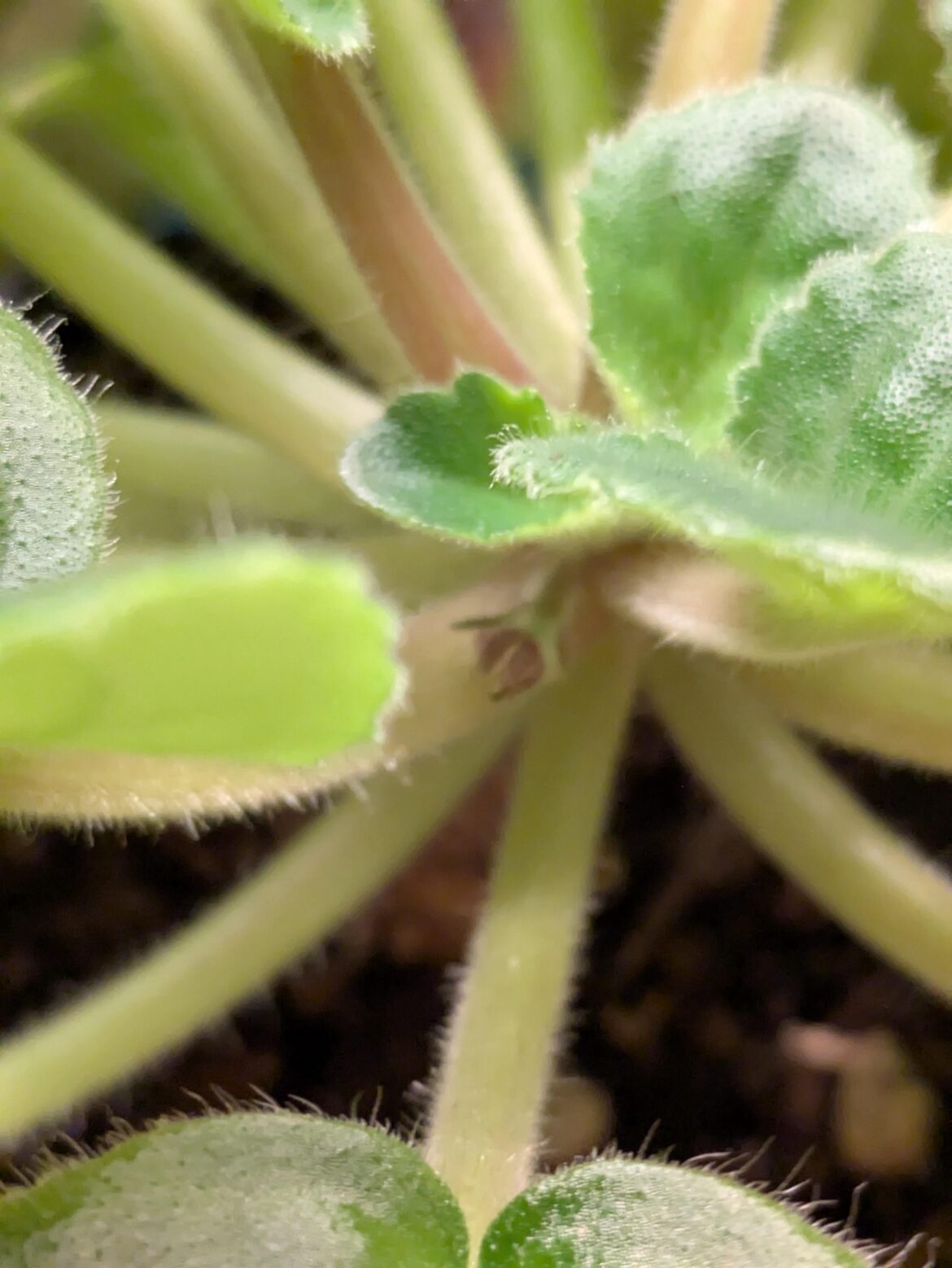 Can't wait to see the flower.