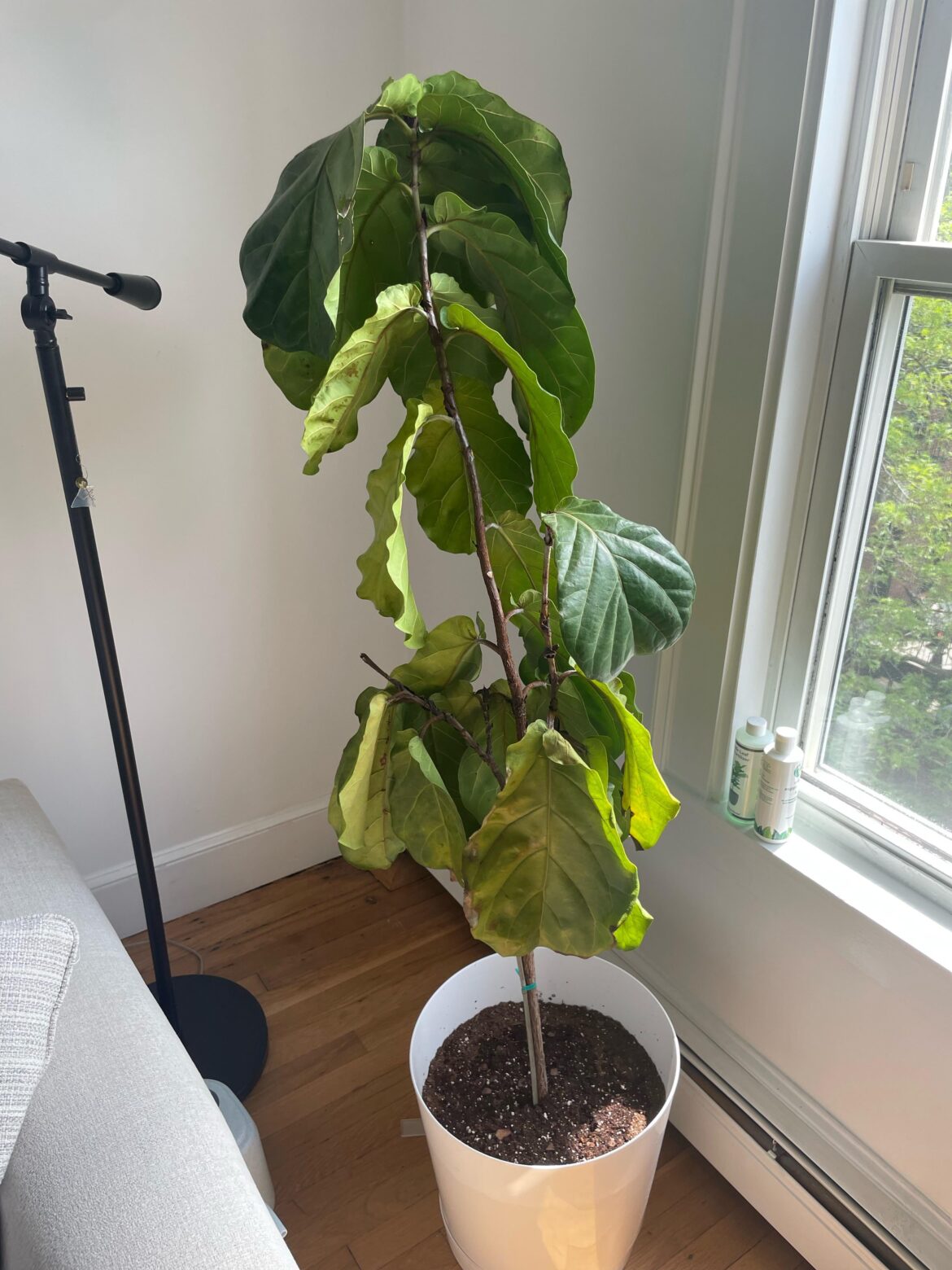 Repotted and plant is now struggling Repotted and plant is now struggling