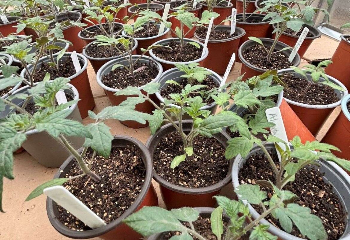 Gayton-based gardener talks about the first grass cut of the year and the joy of potting on Gayton-based gardener talks about the first grass cut of the year and the joy of potting on