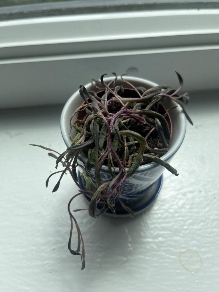 is she dead is she dead