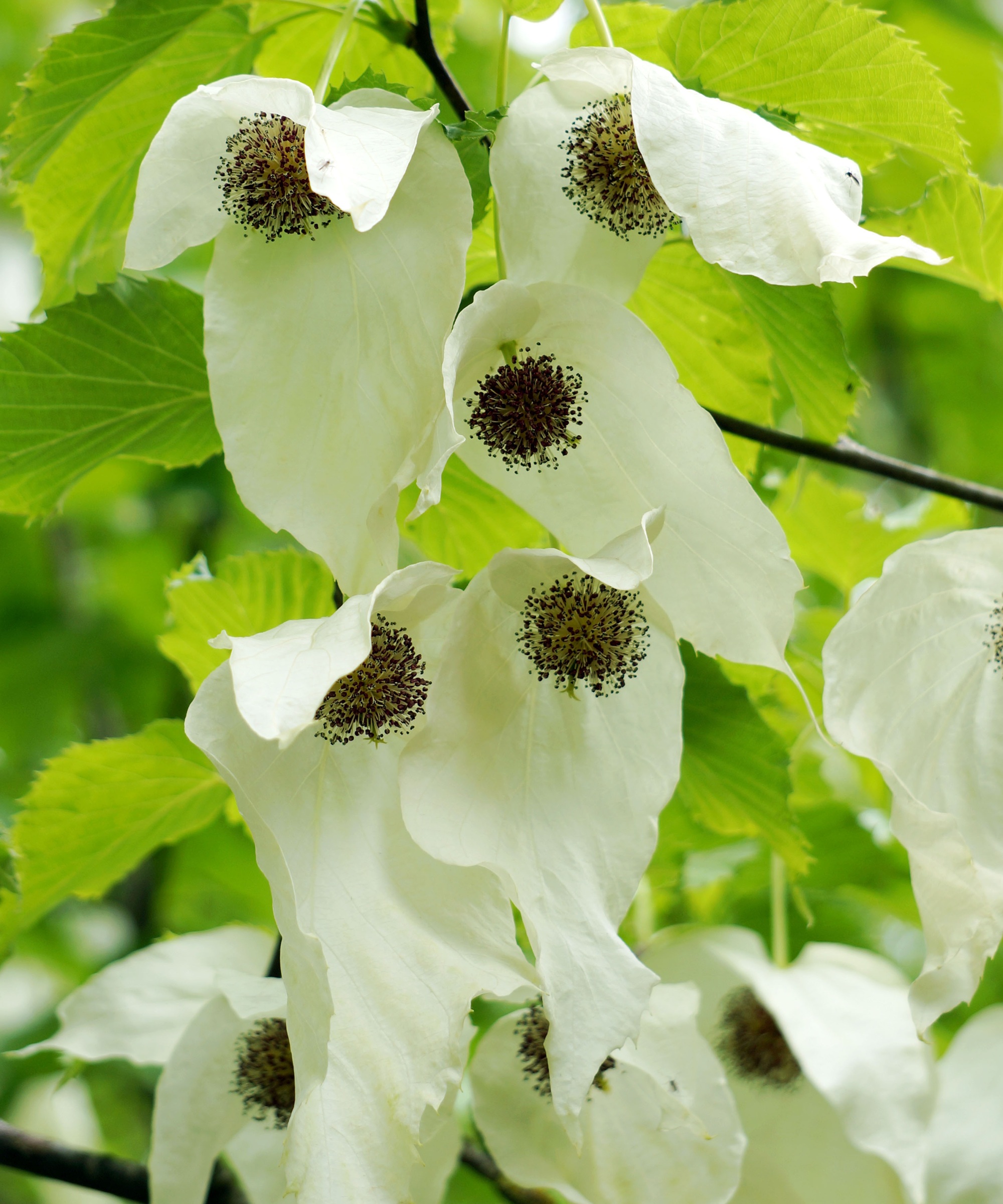 Dove Tree, Davidia involucrata