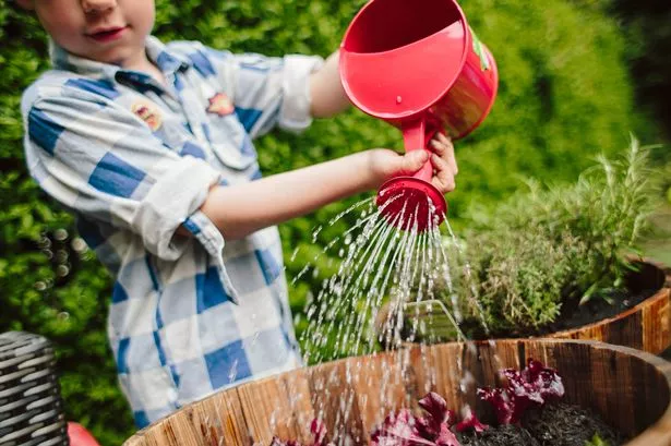 Little boy watering plants, herbs and vegetables