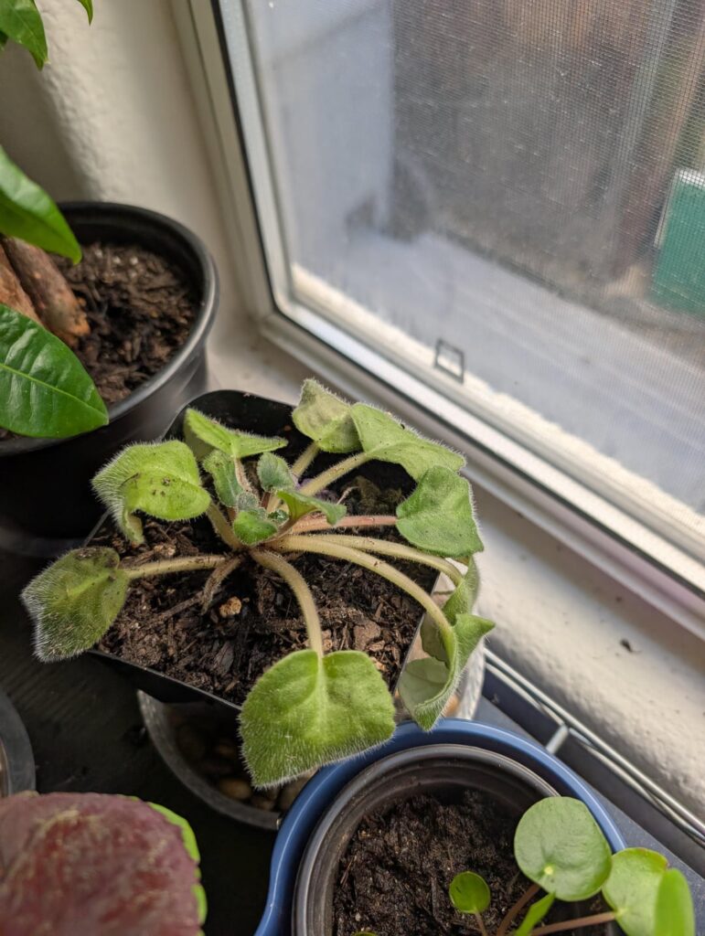 Inherited an AV. How to get it to bloom? Inherited an AV. How to get it to bloom?